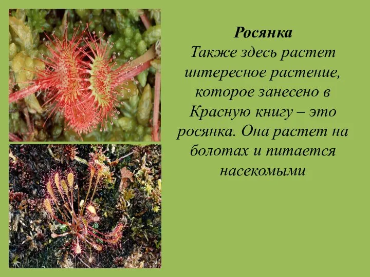 Росянка Также здесь растет интересное растение, которое занесено в Красную книгу