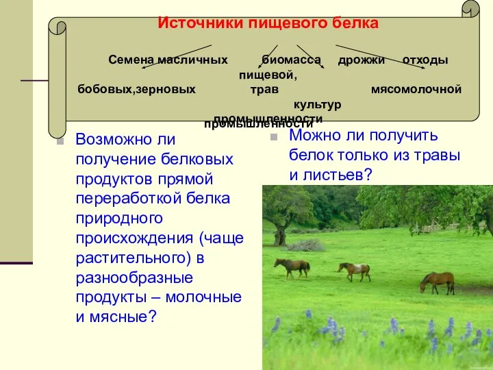 Источники пищевого белка Семена масличных биомасса дрожжи отходы пищевой, бобовых,зерновых трав