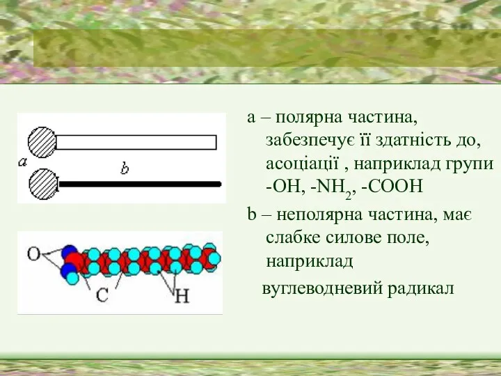 а – полярна частина, забезпечує її здатність до, асоціації , наприклад