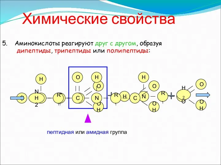 Химические свойства 5. Аминокислоты реагируют друг с другом, образуя дипептиды, трипептиды