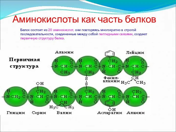 Аминокислоты как часть белков Белок состоит из 20 аминокислот, они повторяясь