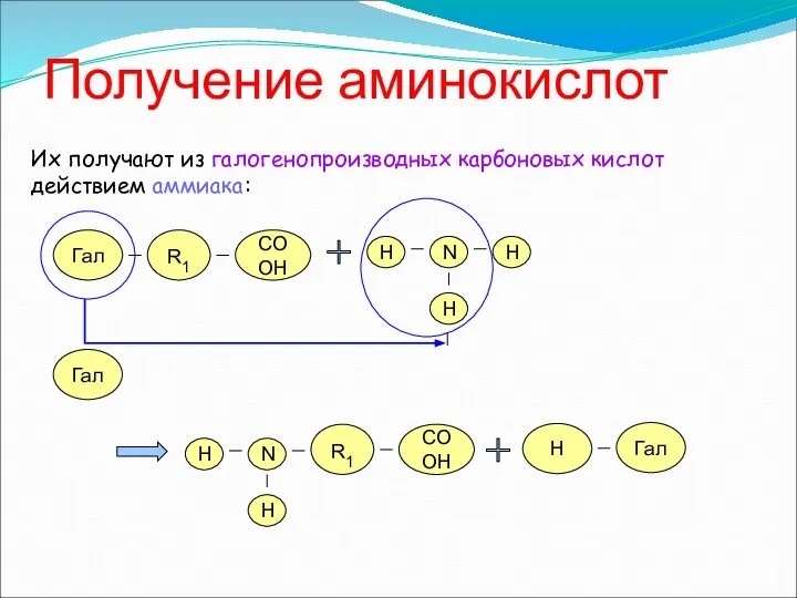 Получение аминокислот Их получают из галогенопроизводных карбоновых кислот действием аммиака: R1