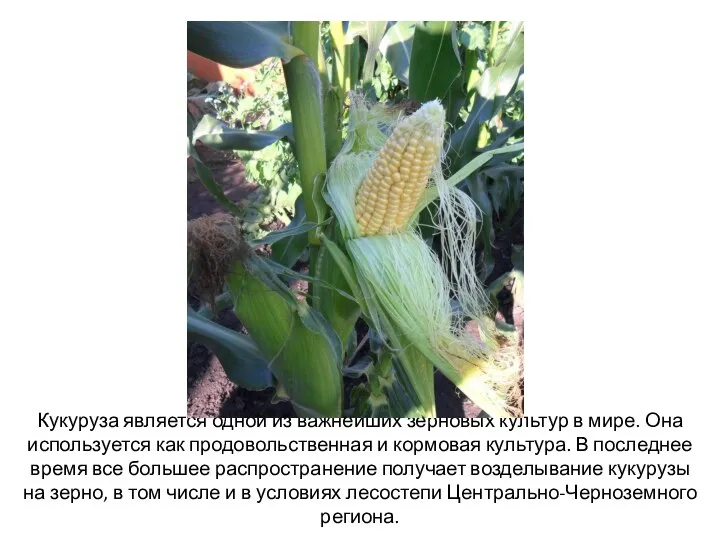 Кукуруза является одной из важнейших зерновых культур в мире. Она используется