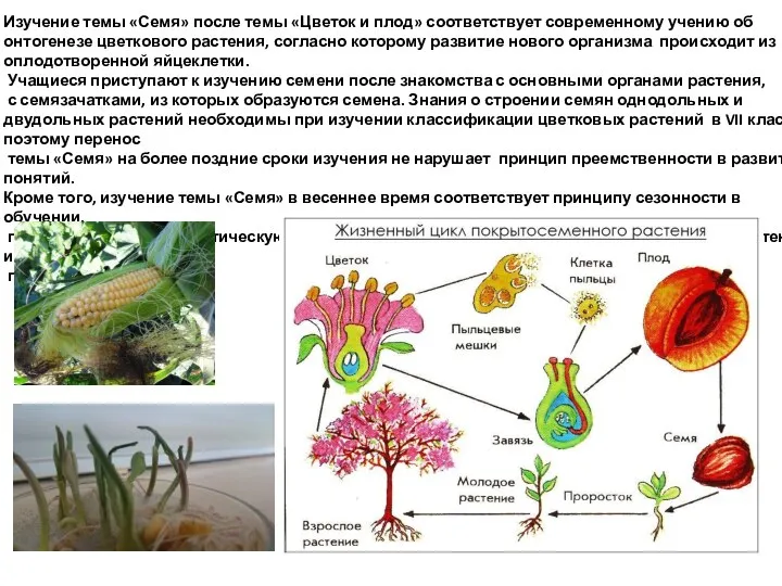 Изучение темы «Семя» после темы «Цветок и плод» соответствует современному учению