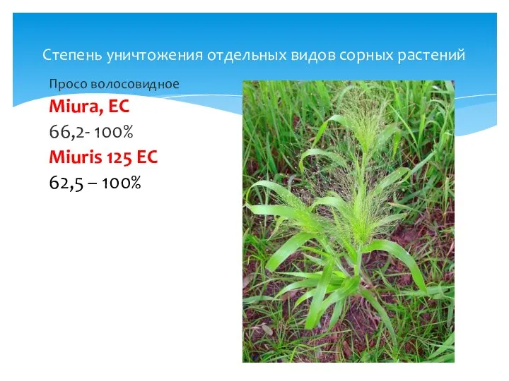 Степень уничтожения отдельных видов сорных растений Просо волосовидное Miura, EC 66,2-