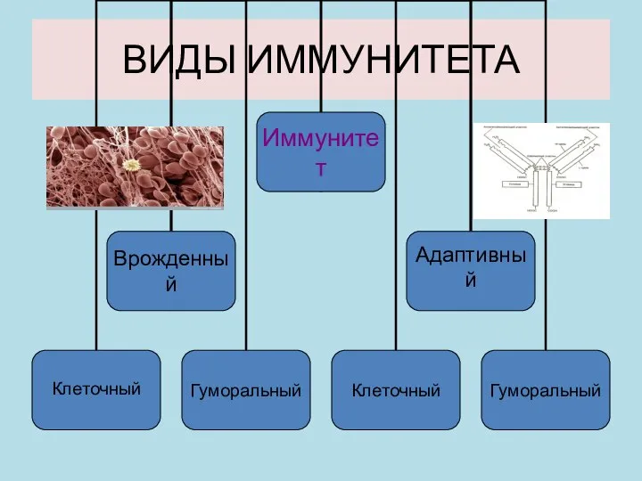 ВИДЫ ИММУНИТЕТА