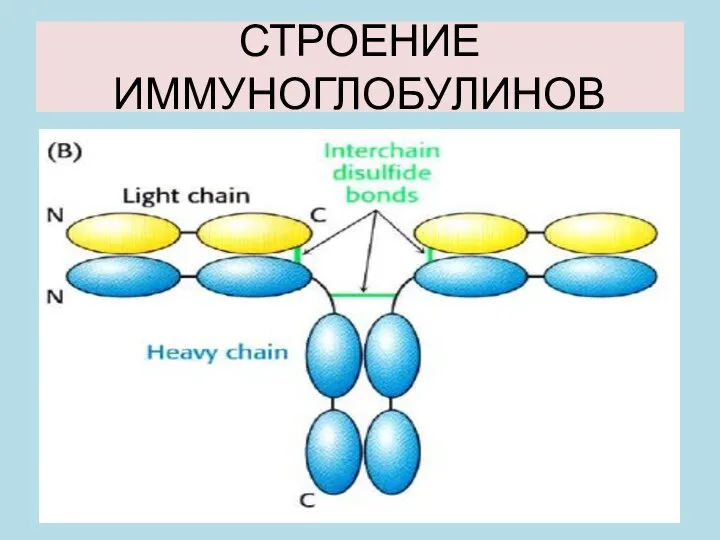 СТРОЕНИЕ ИММУНОГЛОБУЛИНОВ