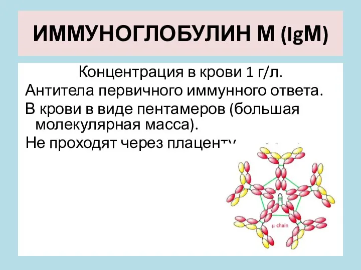 ИММУНОГЛОБУЛИН М (IgМ) Концентрация в крови 1 г/л. Антитела первичного иммунного