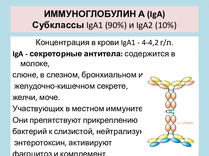 ИММУНОГЛОБУЛИН А (IgA) Субклассы IgA1 (90%) и IgA2 (10%) Концентрация в