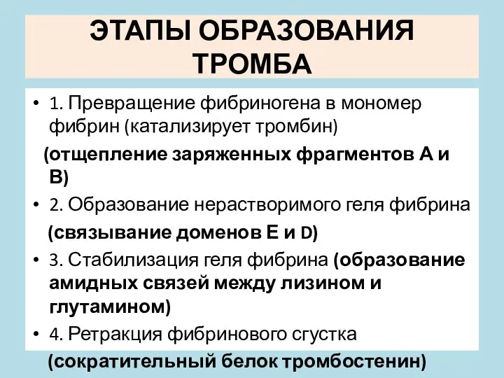 ЭТАПЫ ОБРАЗОВАНИЯ ТРОМБА 1. Превращение фибриногена в мономер фибрин (катализирует тромбин)