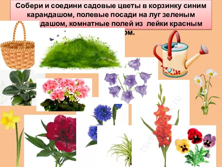 Собери и соедини садовые цветы в корзинку синим карандашом, полевые посади