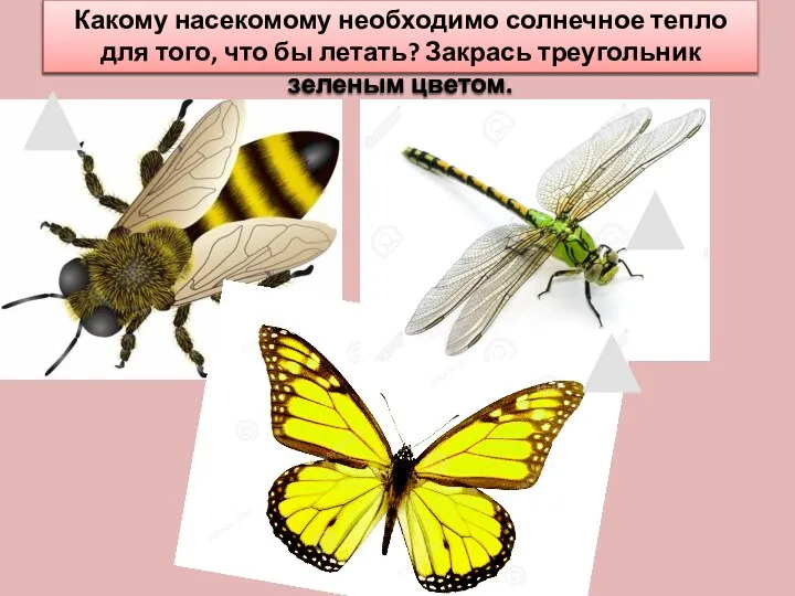 Какому насекомому необходимо солнечное тепло для того, что бы летать? Закрась треугольник зеленым цветом.