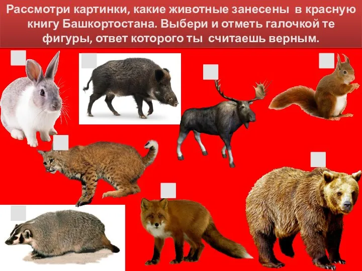 Рассмотри картинки, какие животные занесены в красную книгу Башкортостана. Выбери и