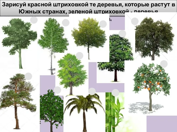 Зарисуй красной штриховкой те деревья, которые растут в Южных странах, зеленой штриховкой - деревья Башкортостана.