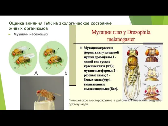 Оценка влияния ГМК на экологическое состояние живых организмов Мутации насекомых Гумешевское