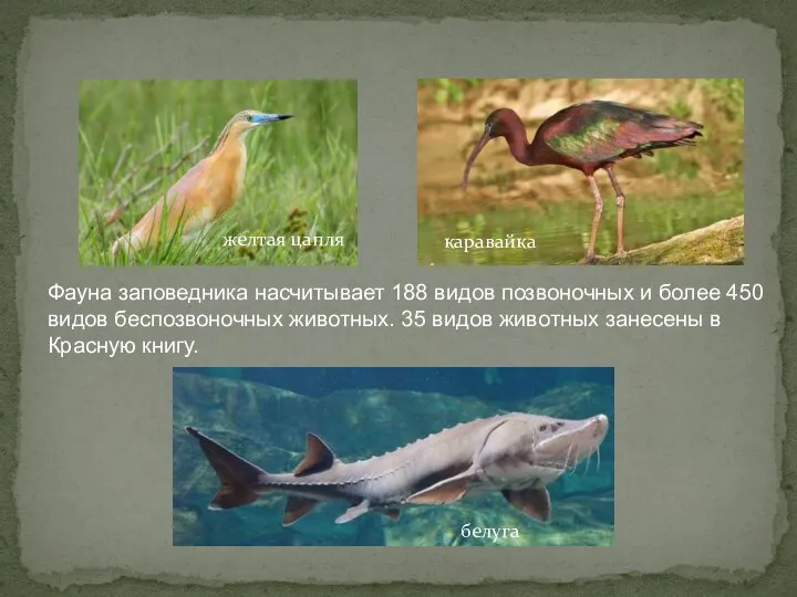 Фауна заповедника насчитывает 188 видов позвоночных и более 450 видов беспозвоночных