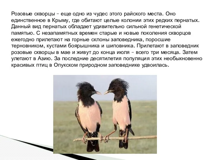 Розовые скворцы – еще одно из чудес этого райского места. Оно