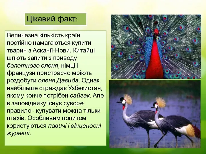 Цікавий факт: Величезна кількість країн постійно намагаються купити тварин з Асканії-Нови.