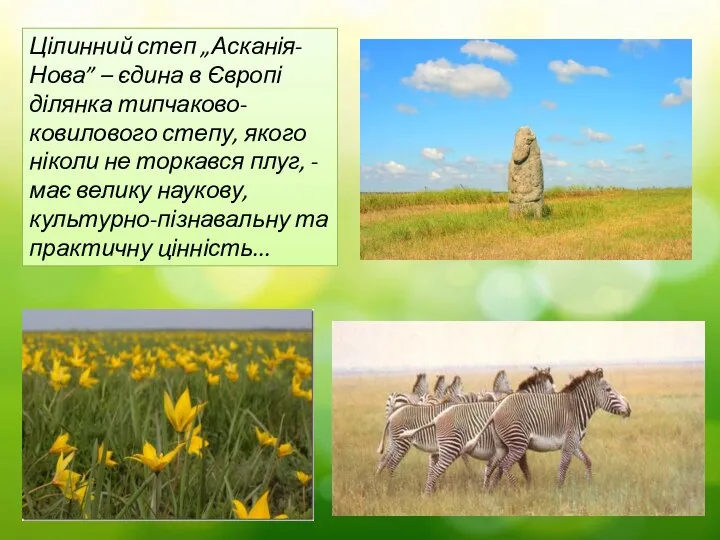 Цілинний степ „Асканія-Нова” – єдина в Європі ділянка типчаково-ковилового степу, якого