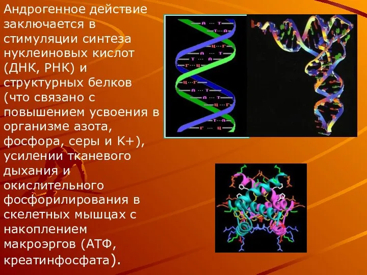 Андрогенное действие заключается в стимуляции синтеза нуклеиновых кислот (ДНК, РНК) и