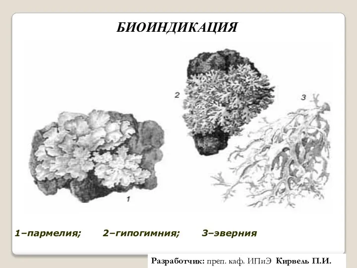 1–пармелия; 2–гипогимния; 3–эверния БИОИНДИКАЦИЯ Разработчик: преп. каф. ИПиЭ Кирвель П.И.