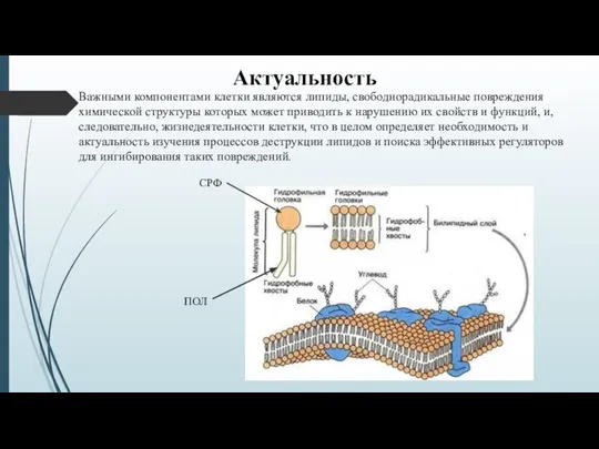 Актуальность Важными компонентами клетки являются липиды, свободнорадикальные повреждения химической структуры которых