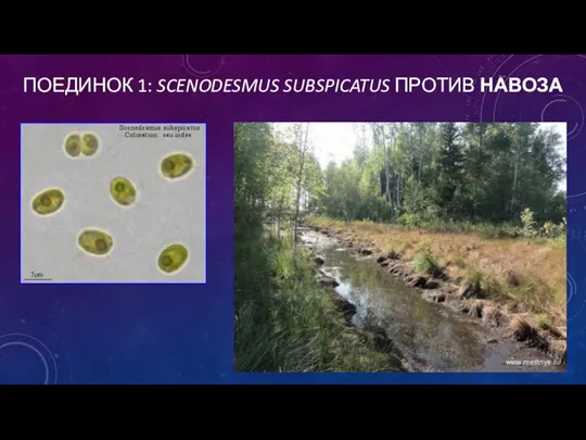 ПОЕДИНОК 1: SCENODESMUS SUBSPICATUS ПРОТИВ НАВОЗА