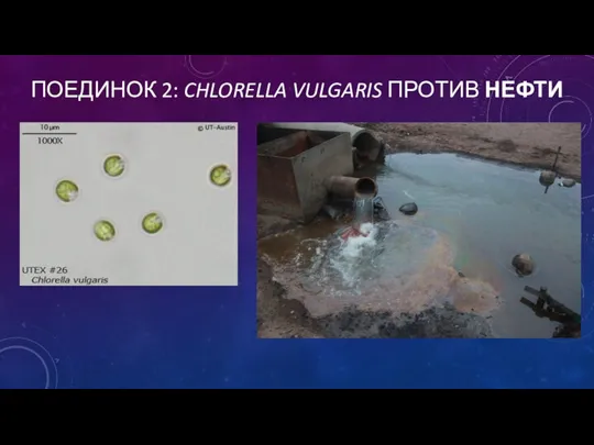 ПОЕДИНОК 2: CHLORELLA VULGARIS ПРОТИВ НЕФТИ