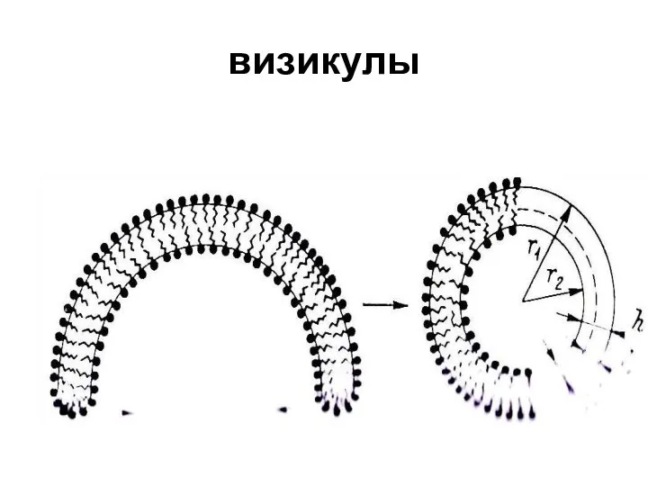 визикулы