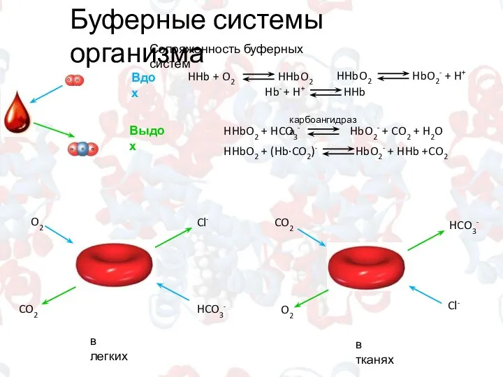 Буферные системы организма Сопряженность буферных систем карбоангидраза Вдох Выдох O2 HCO3-