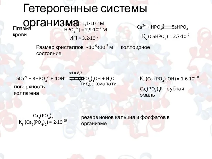 Гетерогенные системы организма Плазма крови [Ca2+] = 1,1∙10-3 M [HPO42-] =