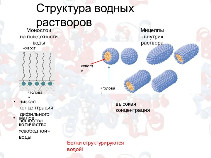 Структура водных растворов Белки структурируются водой! Монослои на поверхности воды Мицеллы