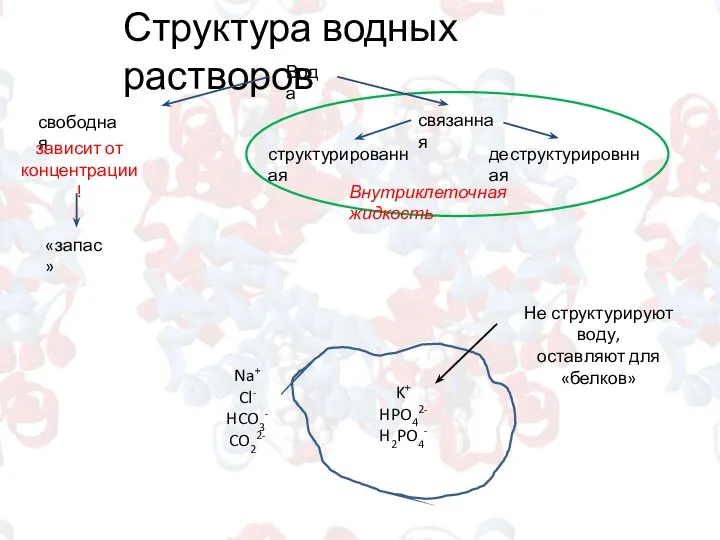 Структура водных растворов Вода свободная структурированная деструктурировнная связанная Внутриклеточная жидкость «запас»