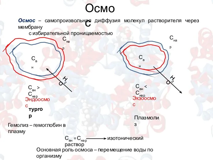 Осмос Осмос – самопроизвольная диффузия молекул растворителя через мембрану с избирательной