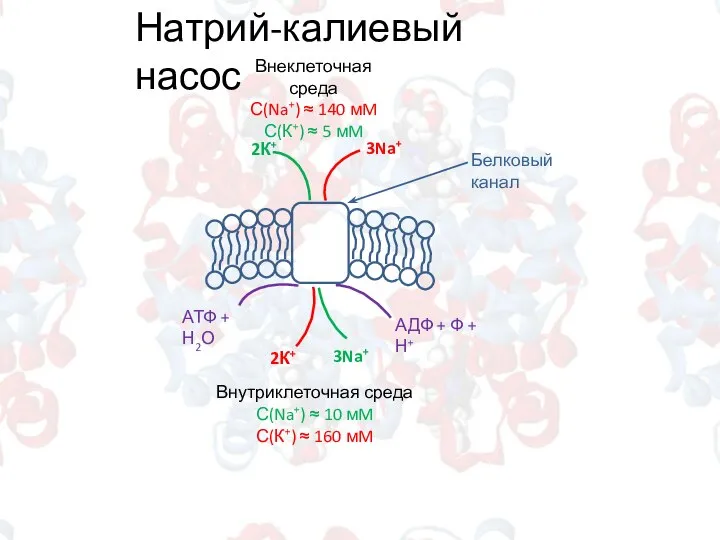 Натрий-калиевый насос Внеклеточная среда С(Na+) ≈ 140 мM С(К+) ≈ 5