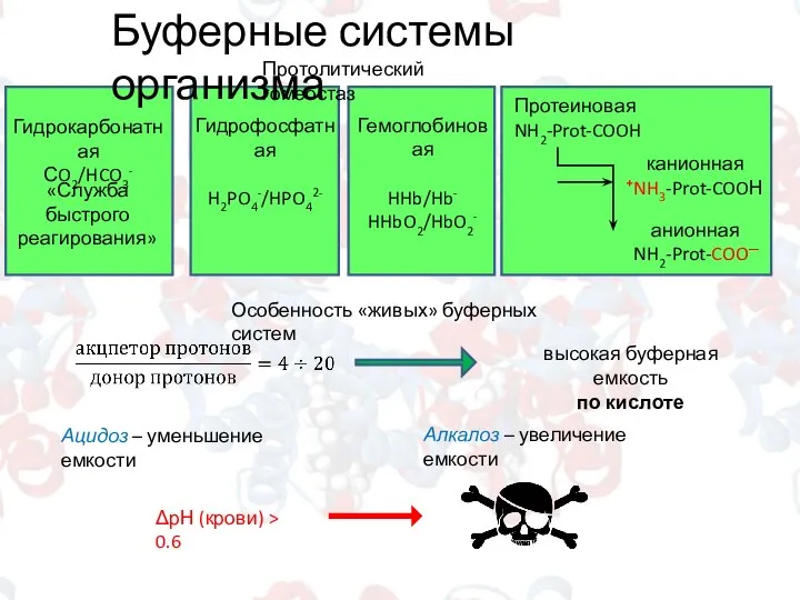 Буферные системы организма Гидрокарбонатная СO2/HCO3- «Служба быстрого реагирования» Гидрофосфатная H2PO4-/HPO42- Гемоглобиновая