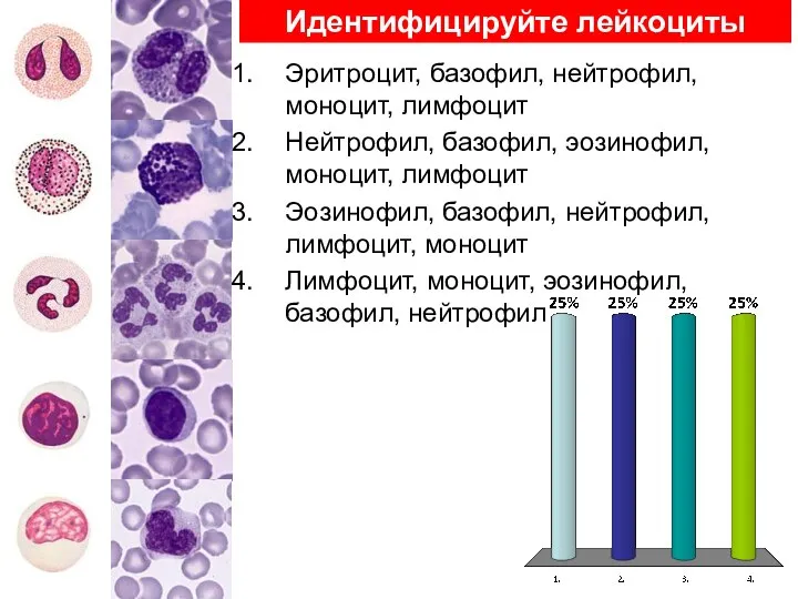 Идентифицируйте лейкоциты Эритроцит, базофил, нейтрофил, моноцит, лимфоцит Нейтрофил, базофил, эозинофил, моноцит,