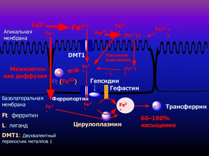 Апикальная мембрана Базолатеральная мембрана Fe2+ Fe2+ DMT1 Ферропортин Ft (FeIII) Fe2+