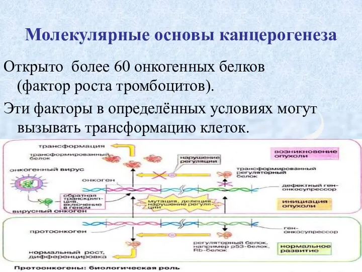 Молекулярные основы канцерогенеза Открыто более 60 онкогенных белков (фактор роста тромбоцитов).