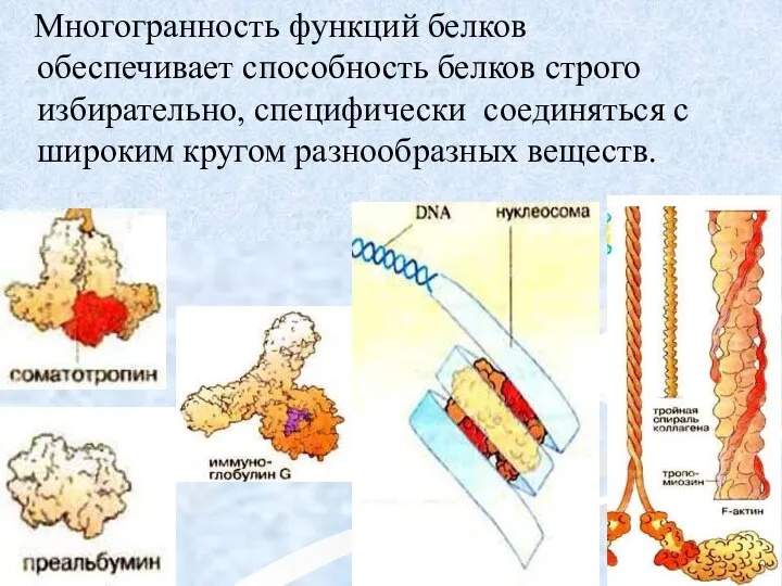 Многогранность функций белков обеспечивает способность белков строго избирательно, специфически соединяться с широким кругом разнообразных веществ.