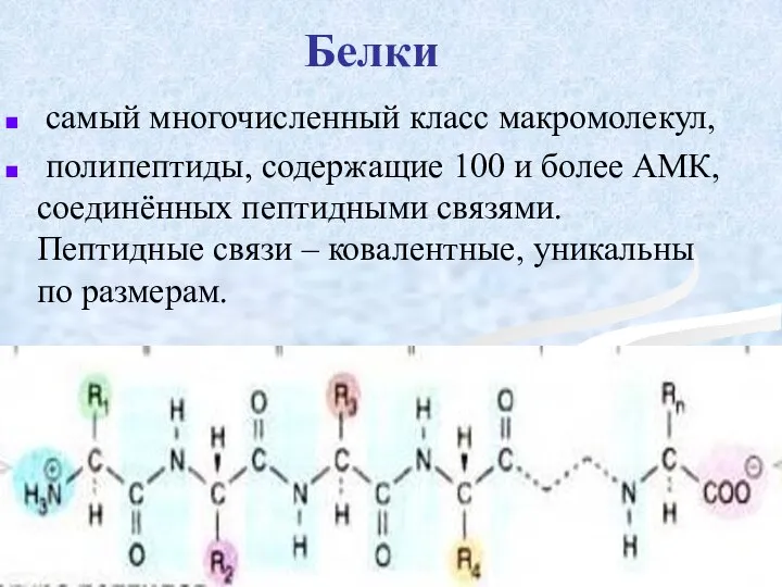 Белки самый многочисленный класс макромолекул, полипептиды, содержащие 100 и более АМК,