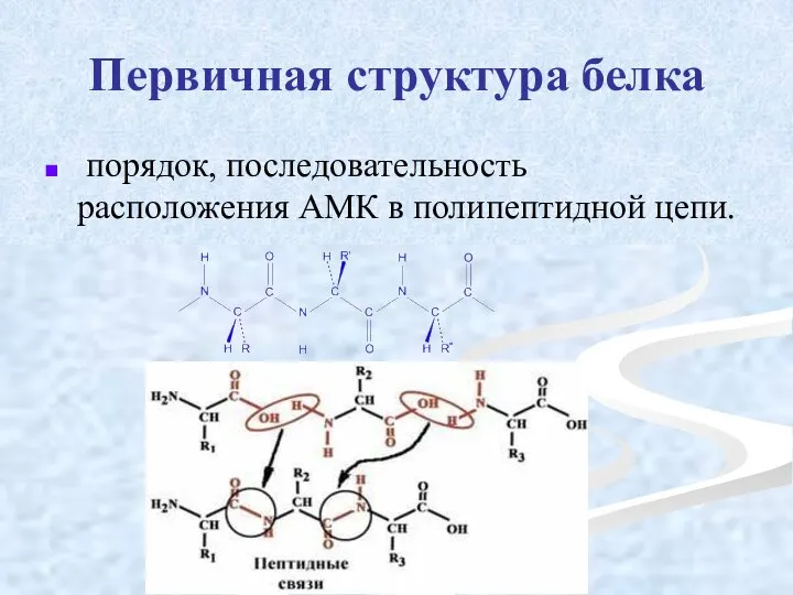 Первичная структура белка порядок, последовательность расположения АМК в полипептидной цепи.