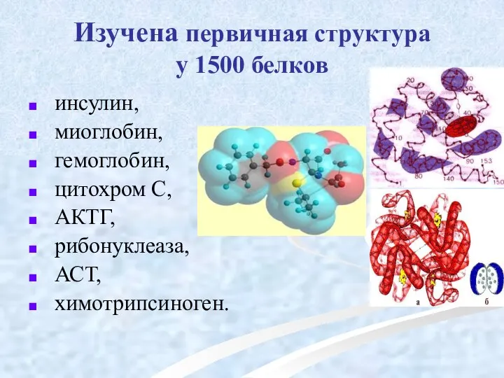 Изучена первичная структура у 1500 белков инсулин, миоглобин, гемоглобин, цитохром С, АКТГ, рибонуклеаза, АСТ, химотрипсиноген.