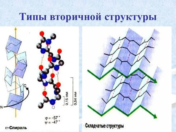 Типы вторичной структуры