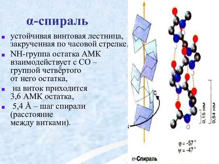 α-спираль устойчивая винтовая лестница, закрученная по часовой стрелке, NН-группа остатка АМК