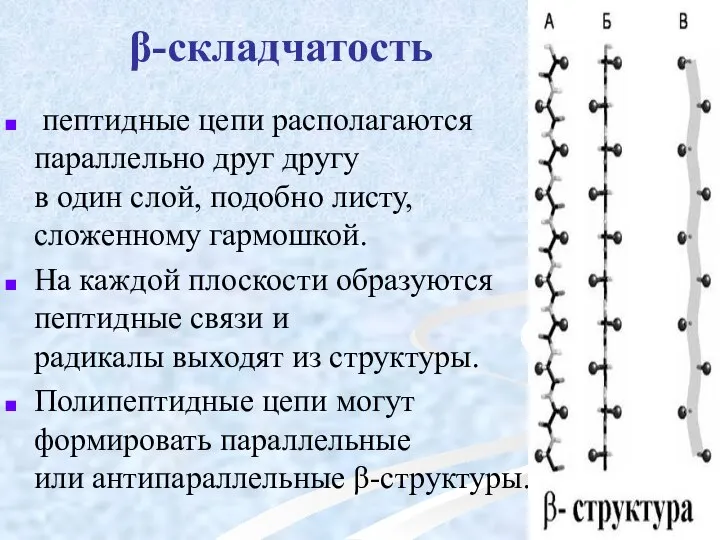 β-складчатость пептидные цепи располагаются параллельно друг другу в один слой, подобно