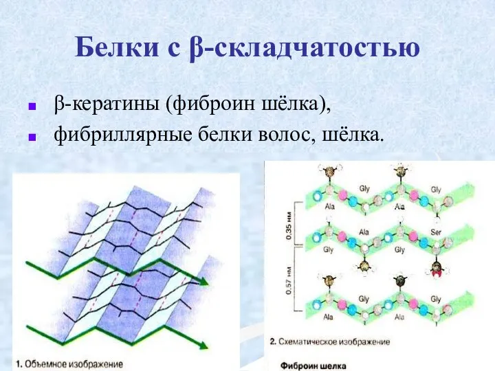 Белки с β-складчатостью β-кератины (фиброин шёлка), фибриллярные белки волос, шёлка.