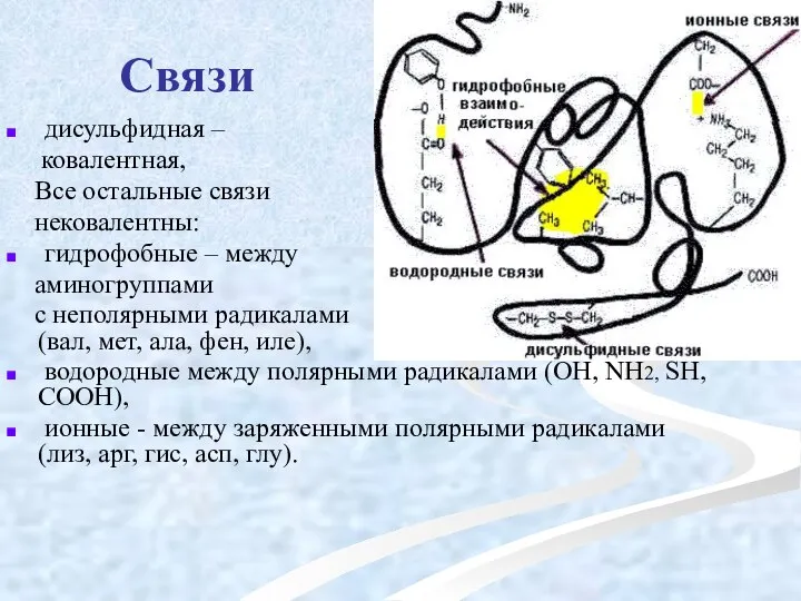 Связи дисульфидная – ковалентная, Все остальные связи нековалентны: гидрофобные – между