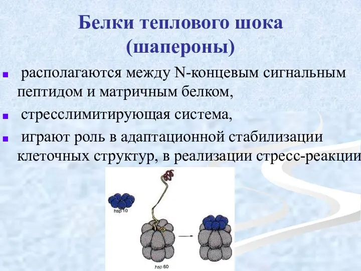 Белки теплового шока (шапероны) располагаются между N-концевым сигнальным пептидом и матричным