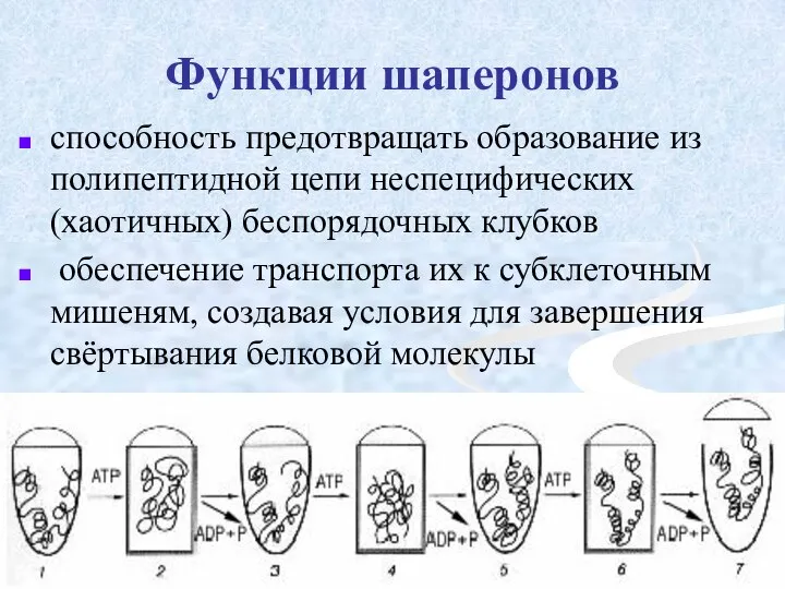 Функции шаперонов способность предотвращать образование из полипептидной цепи неспецифических (хаотичных) беспорядочных